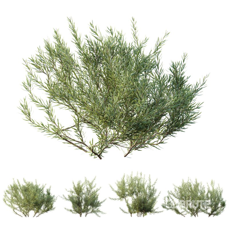 AV Plants Wild_Erica Multiflora Bruyere Fiche Winter Snow Image 3