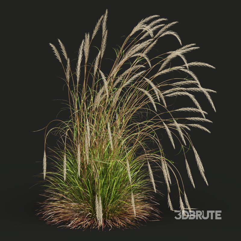 AV Calamagrostis Acutiflora Karl Foerster and Carex Elata Aurea Grasses Image 5