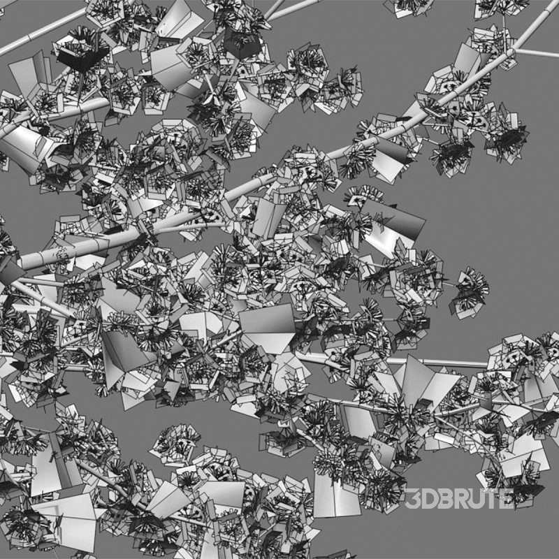 Prunus salicina – Chinese Plum – Japanese Plum 01 Image 4