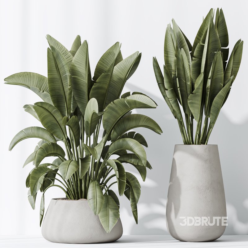 AV Indoor plants set 177 Ravenala Banana Strelitzia and Mission Arbequina Wilsonii Chemlali Olive Image 5