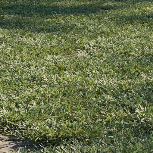 Chrysopogon aciculatus – cut