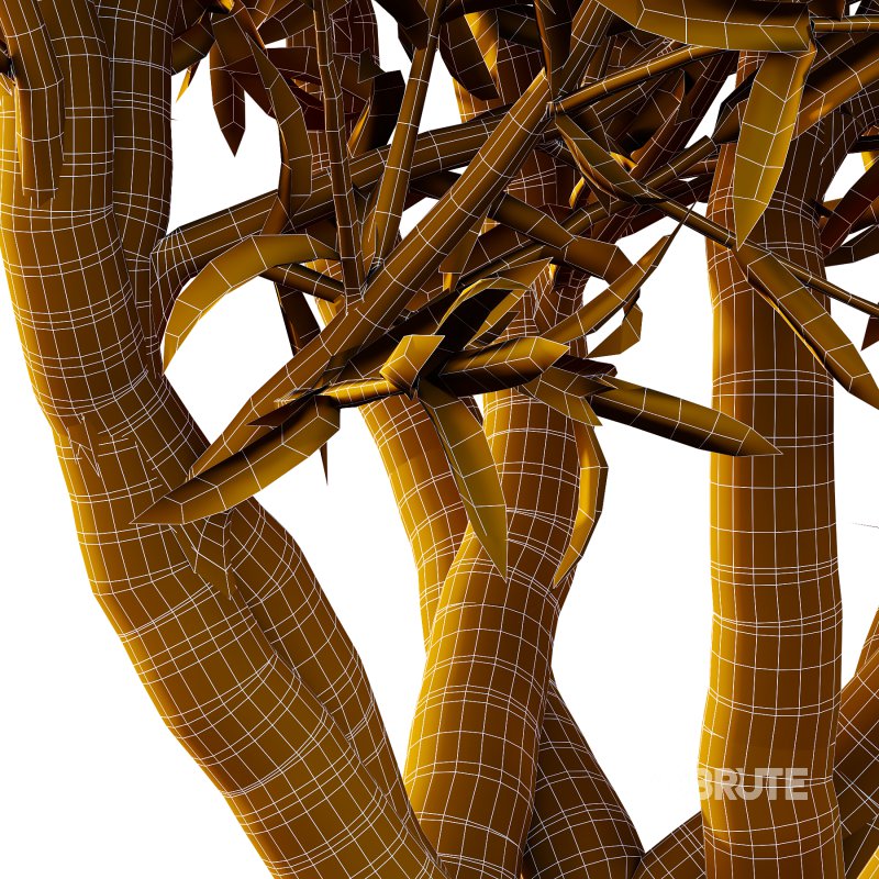 Sweet Viburnum Plant04 Image 6