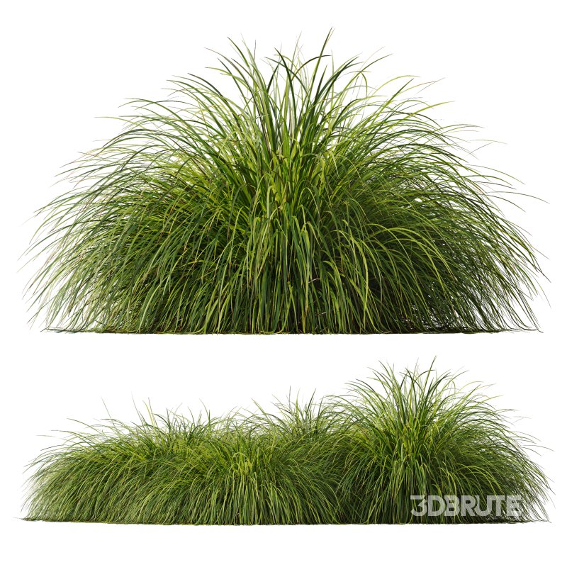 AV Calamagrostis Acutiflora Karl Foerster and Carex Elata Aurea Grasses Image 4