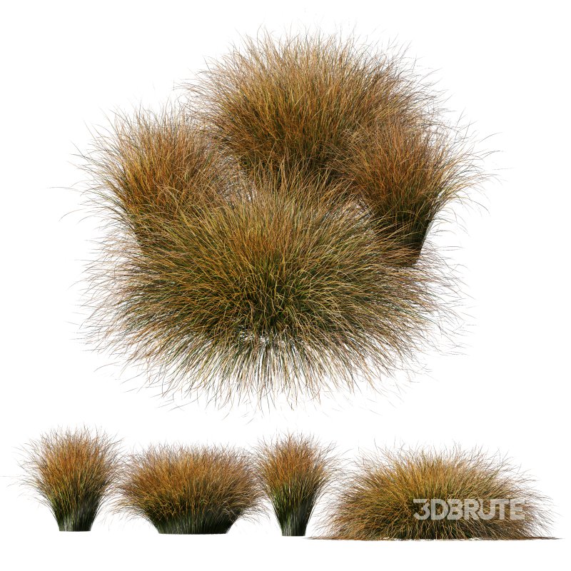 AV Carex Testacea Orange Sedge Grass Prairie Fire Image 4