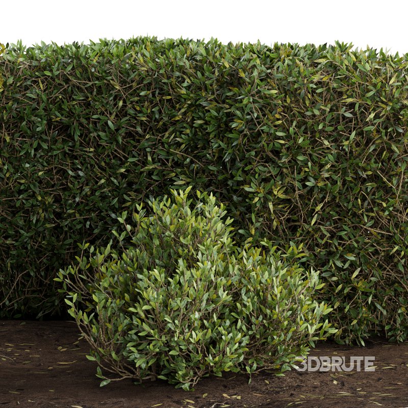 Outdoor Plant Set 08 Image 3