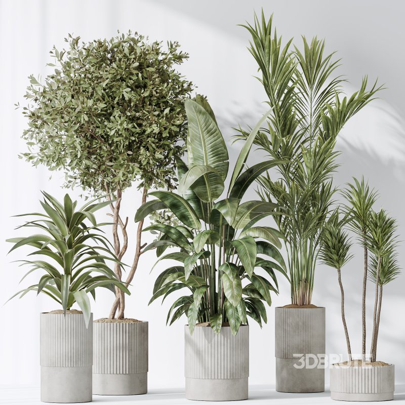 AV Indoor plants set 183 Areca Majesty Palm and ParadiseBird and Lemon Lime Cane Dragon and Olive Artificial and Aloifolia Rostrata Palm Image 6