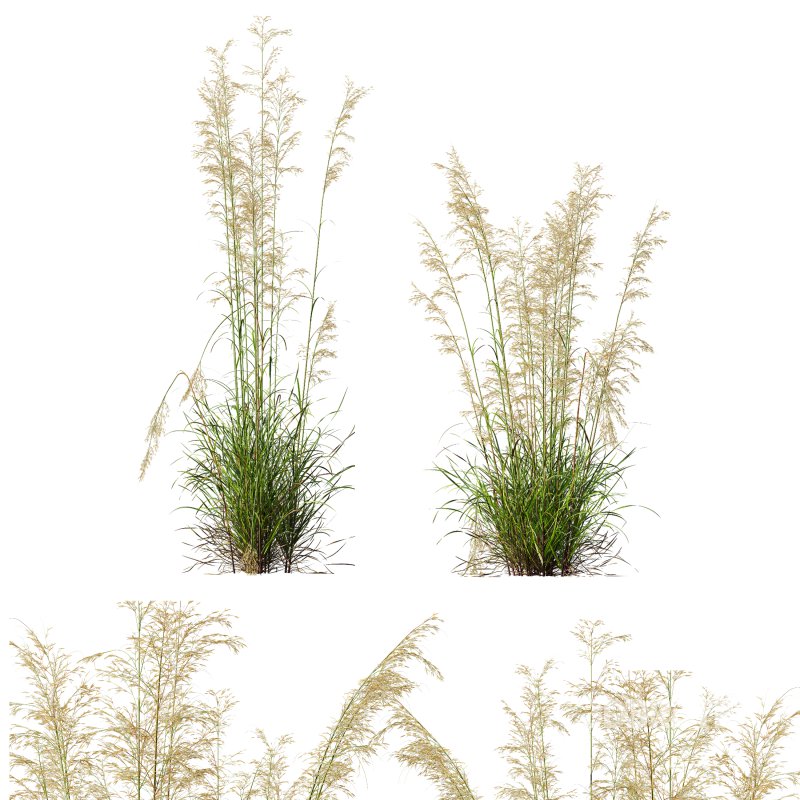AV Celtica Gigantea Stipa Golden Oats and Calamagrostis Acutiflora Karl Foerster grasses Image 5