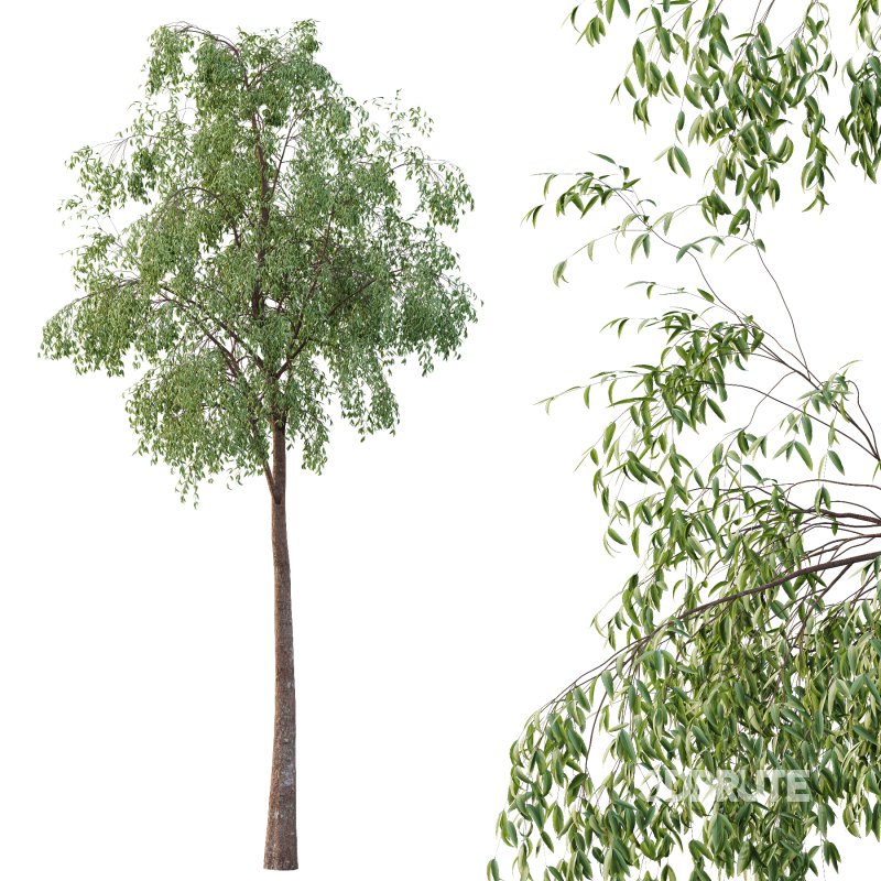 Eucalyptus Robusta Trees 06 Image 2