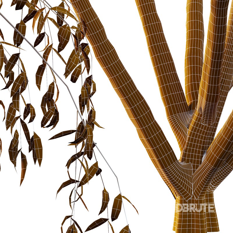 Eucalyptus Robusta Trees 08 Image 3