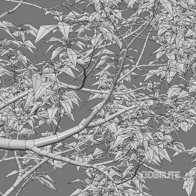 Osmanthus fragrans 02 Image 6