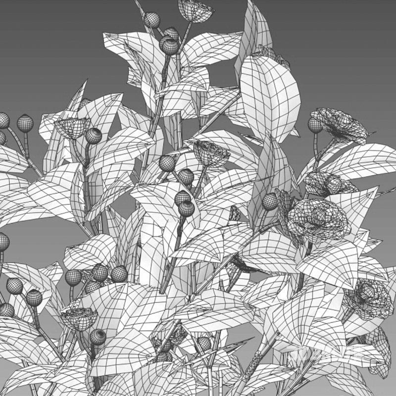 Camellia japonica – Japanese camellia 02 Image 6