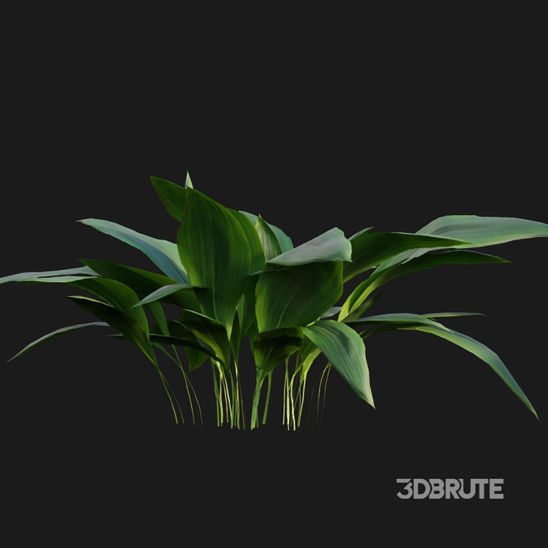 Eucharis grandiflora – Amazon Lily Image 4