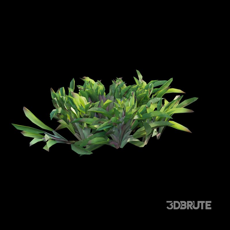 Axonopus compressus_cut_01 Image 5