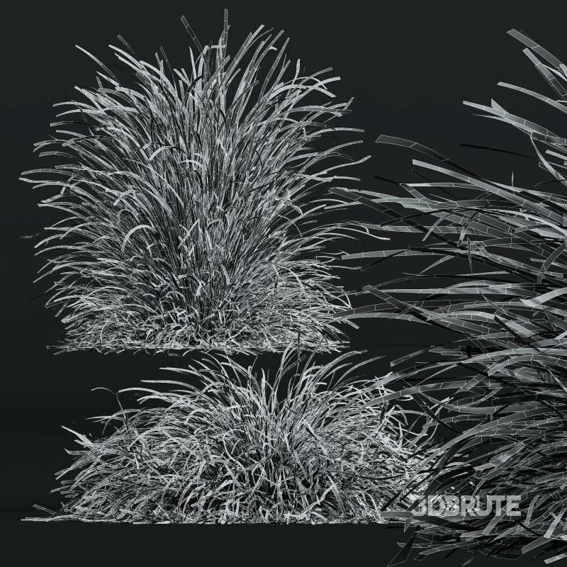AV Calamagrostis Karl Foerster and Stipa Anemanthele lessoniana Grasses Image 11