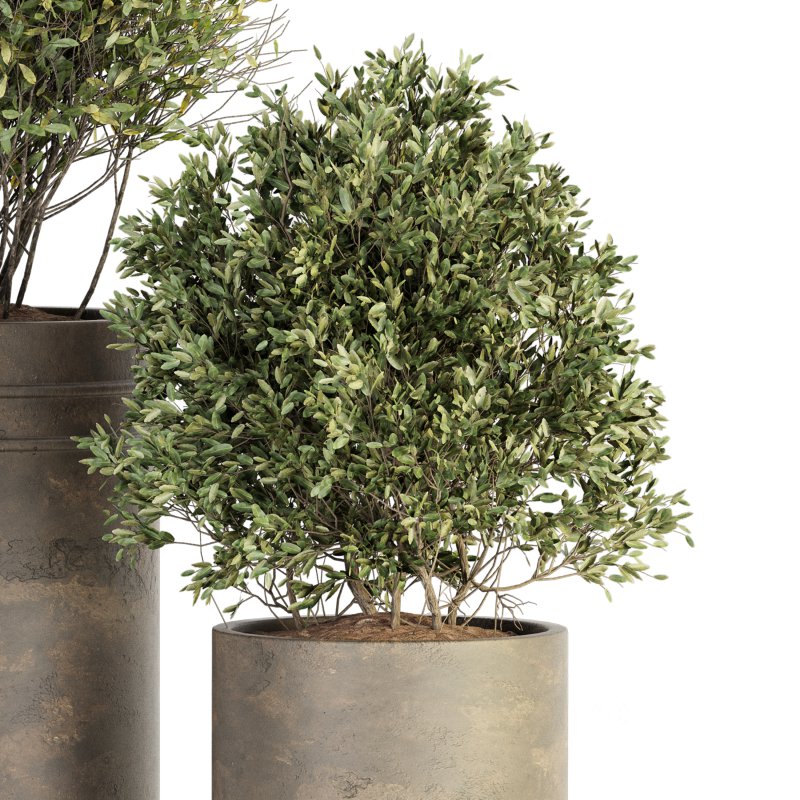 Outdoor Plant Set 015 Image 4