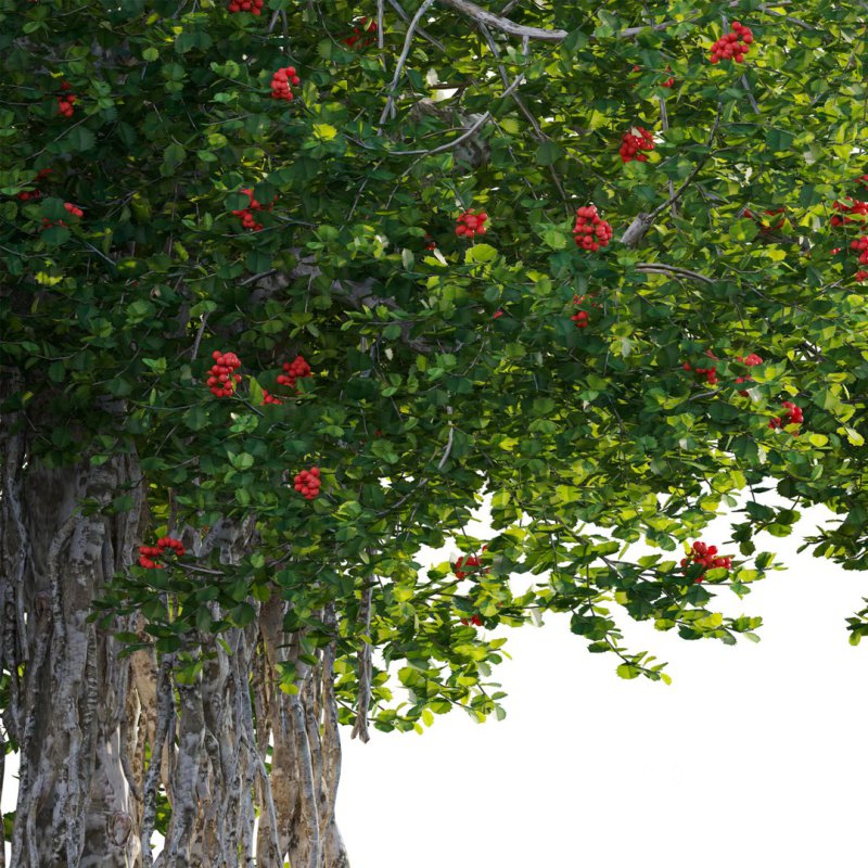 ilex aquifolium – Holly 02 Image 3