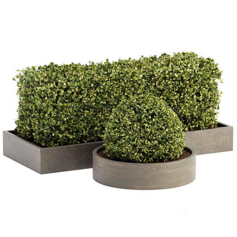 Outdoor Plant Set 06 Image 3