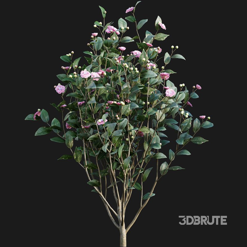 Camellia japonica – Japanese camellia 01 Image 3