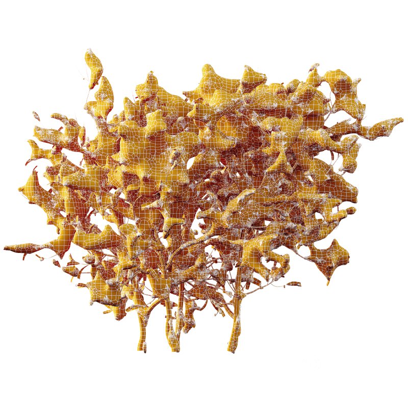 AV Plants Myrica Morella Pennsylvania Bayberry Candleberry Northern Winter Snow Image 3