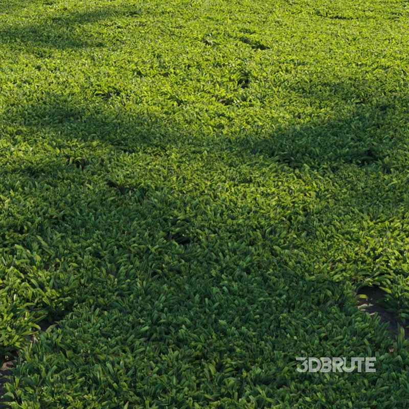 Axonopus compressus_cut_01 Image 2