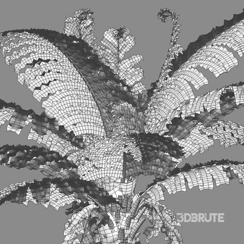 Silver Lady Fern – Blechnum gibbum Image 7