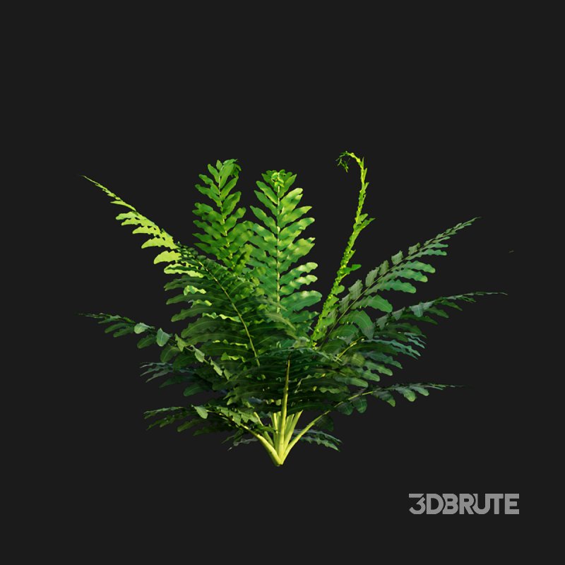 Silver Lady Fern – Blechnum gibbum Image 4