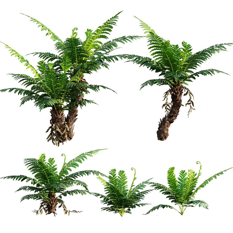 Silver Lady Fern – Blechnum gibbum Image 1