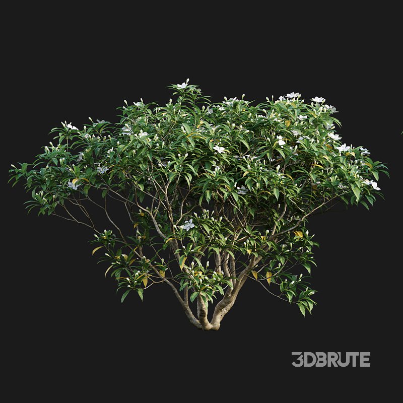 Wrightia antidysenterica Image 4