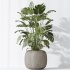 AV Indoor plants set 183 Olive Tree and Yucca Elephantipes Gigantea and Areca Palm and Giant Monstera Deliciosa - Thumbnail 8