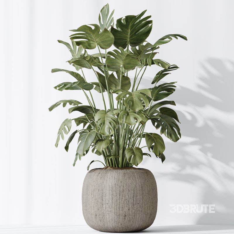 AV Indoor plants set 183 Olive Tree and Yucca Elephantipes Gigantea and Areca Palm and Giant Monstera Deliciosa Image 8