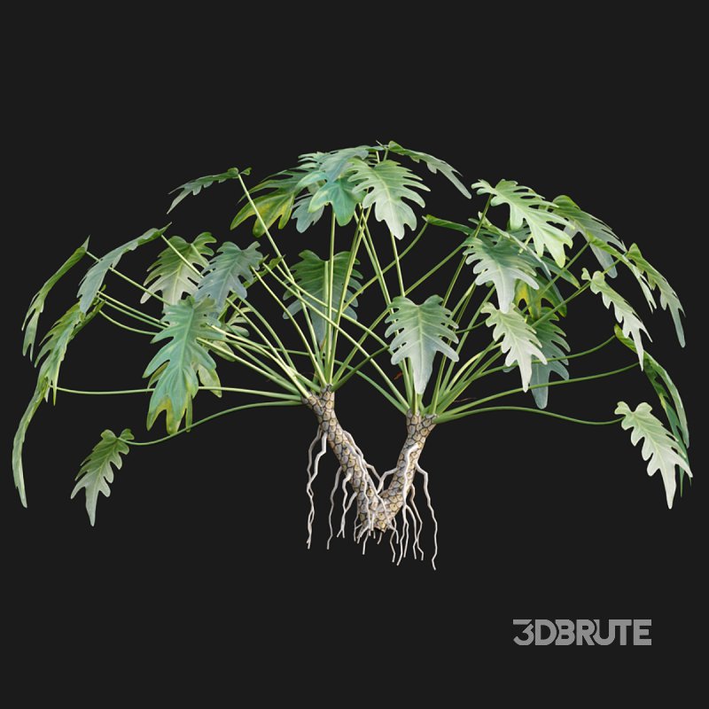 Philodendron xanadu Image 4