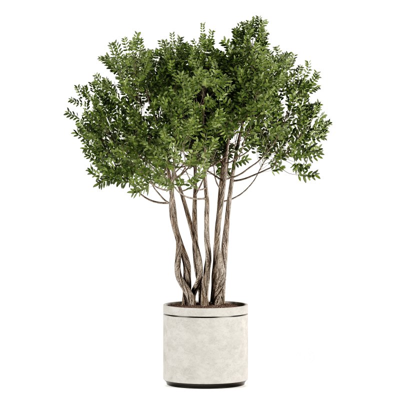 Indoor plants-Pot and tree set167 Image 1