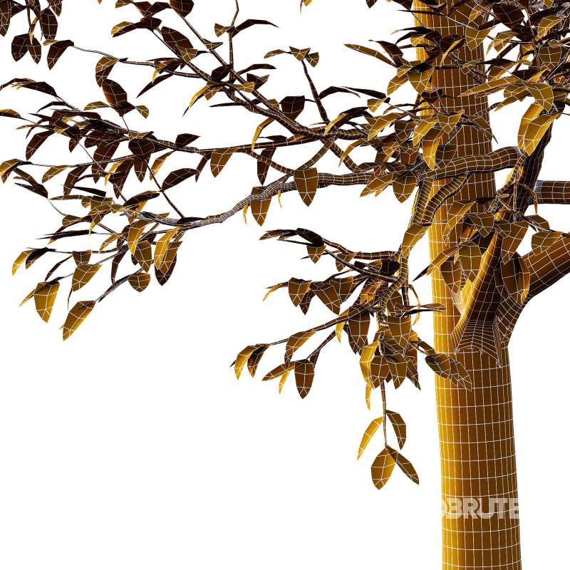 Eucalyptus Robusta Trees 04 Image 1