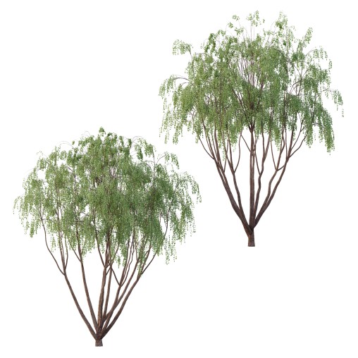 Eucalyptus Robusta Trees 08