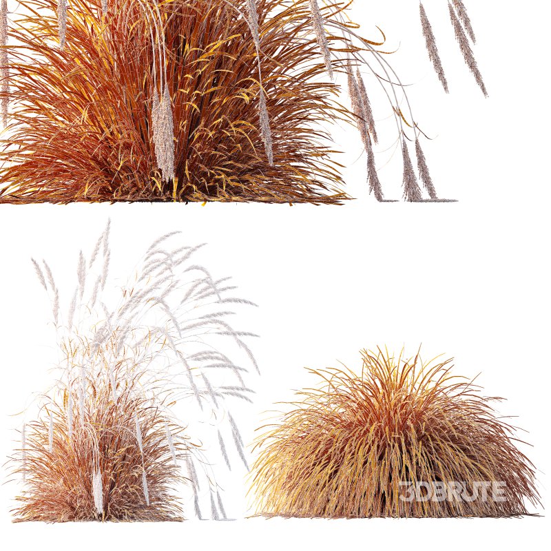AV Calamagrostis Acutiflora Karl Foerster and Carex Elata Aurea Grasses Image 10
