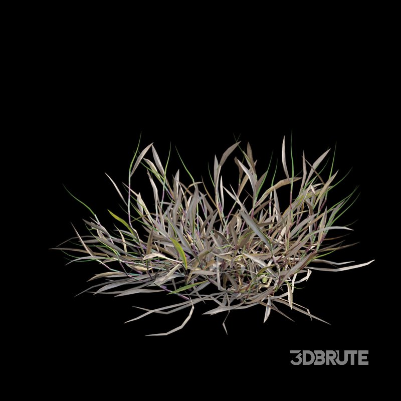 Cynodon dactylon – dry 01 Image 6