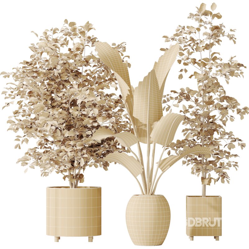 AV Indoor plants set 180 Alnus Glutinosa Alder Schwarzerle Betulus Hazel Erle and Bird Of Paradise Strelitzia Nicolai Image 9