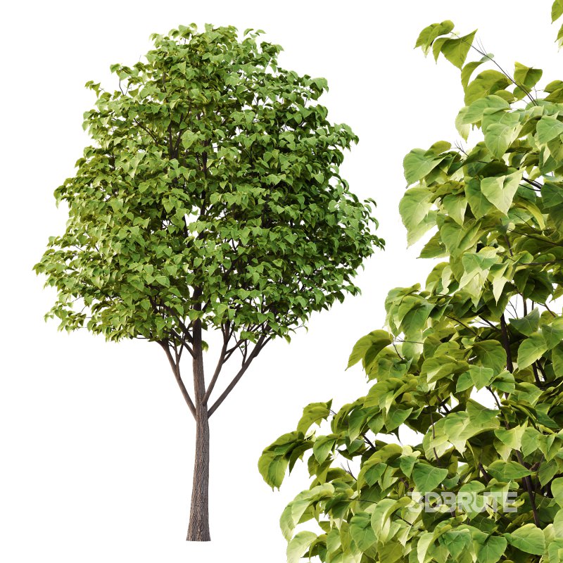 Catalpa Ovata Tree 07 Image 1