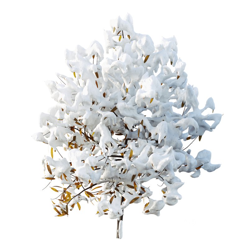 AV Plants Rhododendron Arboreum Bush Winter Snow Image 2