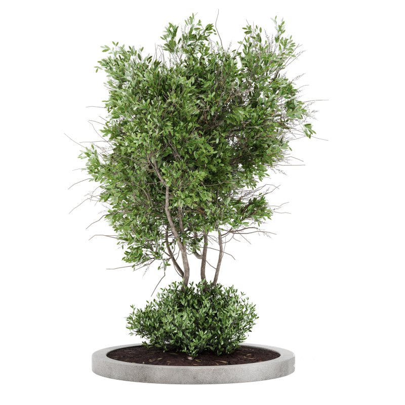 Outdoor Plant Set 011 Image 2