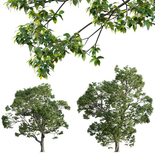 Cinnamomum camphora 02
