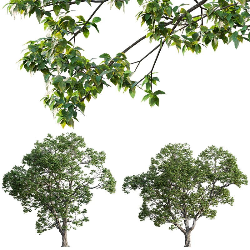 Cinnamomum camphora 03 Image 1