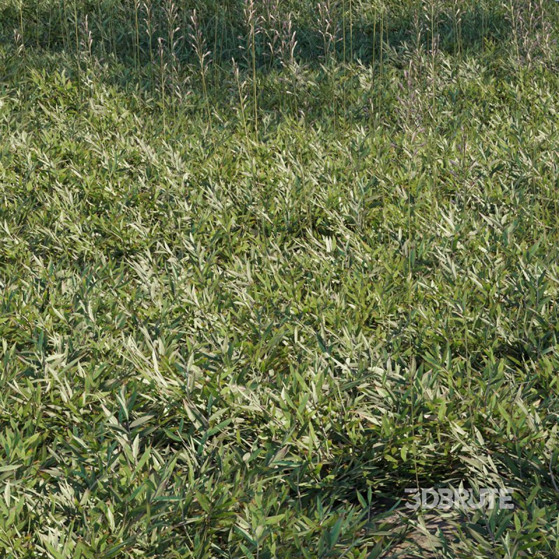 Chrysopogon aciculatus 02 Image 1