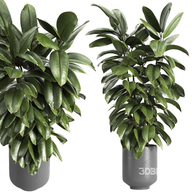 Indoor plant 04 Image 2