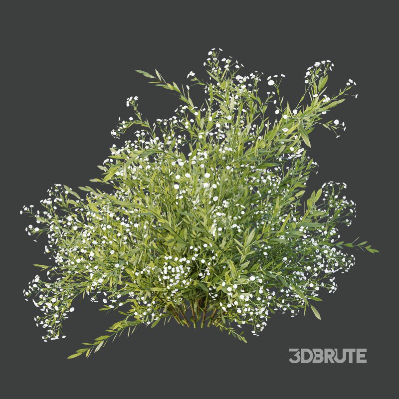 AV 7 different bush Linaria Vulgaris Yellow Toadflax and Gypsophila Paniculata Snowflake Breath Image 4