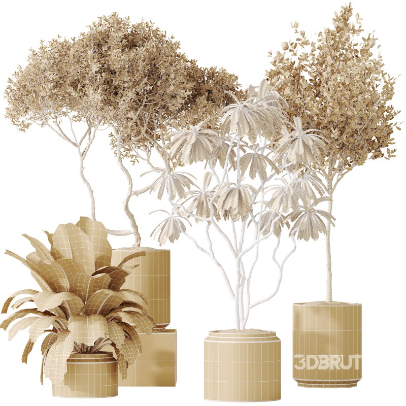 AV Indoor plants set 191 Mandarin Citrus Fruit Orange and Mission Arbequina Olive and Ficus Elastica Robusta and Ficus Cyathistipula African Fig Image 9