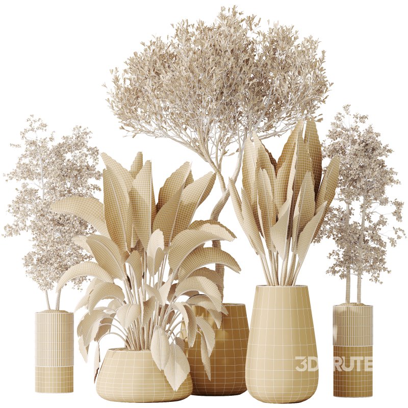 AV Indoor plants set 177 Ravenala Banana Strelitzia and Mission Arbequina Wilsonii Chemlali Olive Image 6