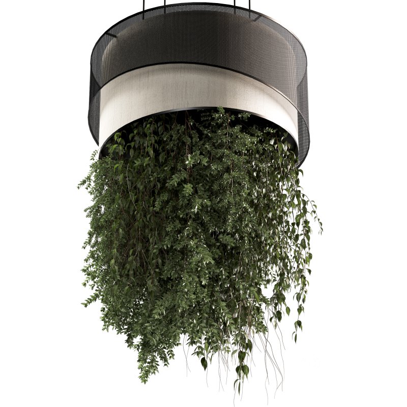 Indoor plants Hanging Plants set90 Image 4