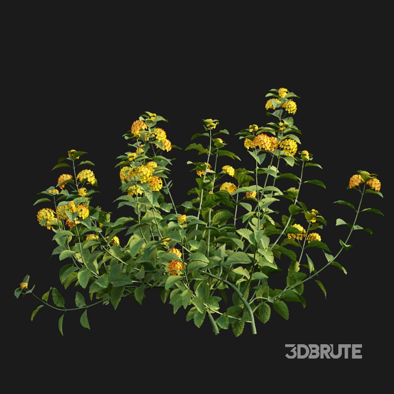 Lantana camara Image 2