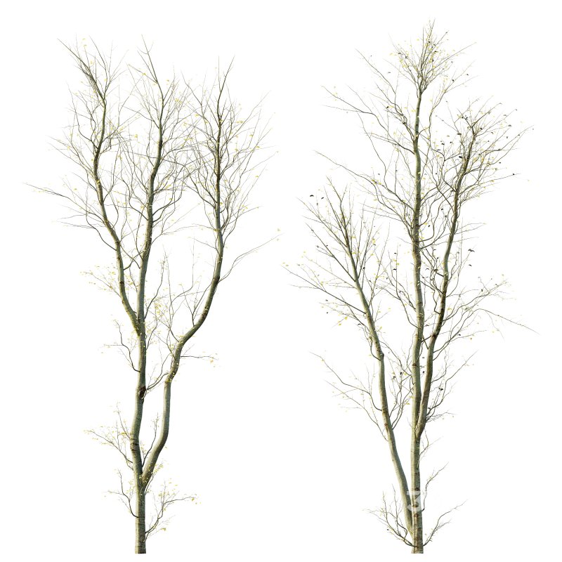 AV Plants Celtis Australis Winter Snow Image 2